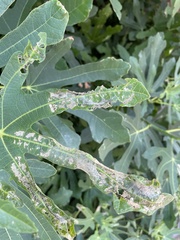 Choreutis nemorana