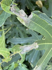 Choreutis nemorana