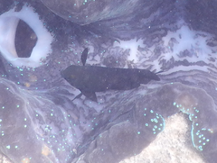 Neoglyphidodon melas