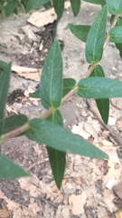 Lythrum salicaria image