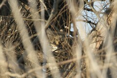 Leptailurus serval serval