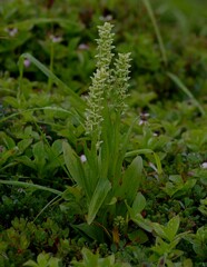 Platanthera convallariifolia