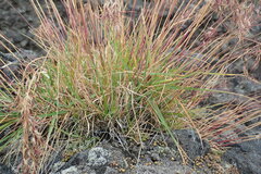 Poa malacantha