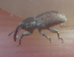 Pachytychius haematocephalus