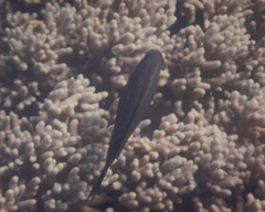 Ctenochaetus striatus