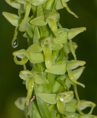 Platanthera convallariifolia