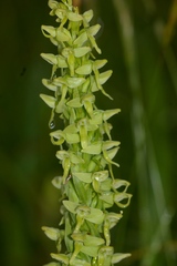 Platanthera convallariifolia