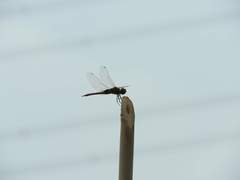 Tramea transmarina euryale