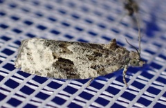 Apotomis lineana