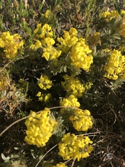 Lasiosiphon burchellii