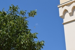 Iphiclides podalirius