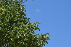 Iphiclides podalirius