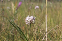 Allium suaveolens
