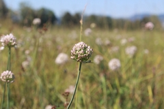 Allium suaveolens