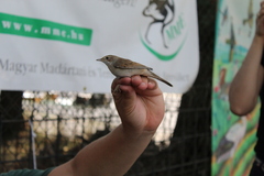 Curruca communis
