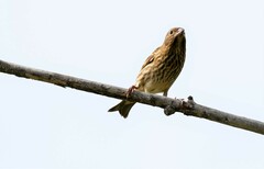 Carpodacus erythrinus grebnitskii
