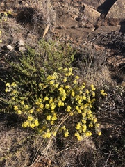 Lasiosiphon burchellii