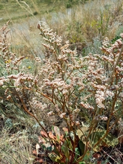 Goniolimon speciosum