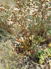 Goniolimon speciosum
