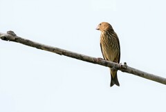 Carpodacus erythrinus grebnitskii