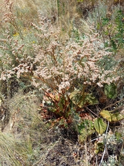 Goniolimon speciosum