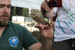 Acrocephalus arundinaceus