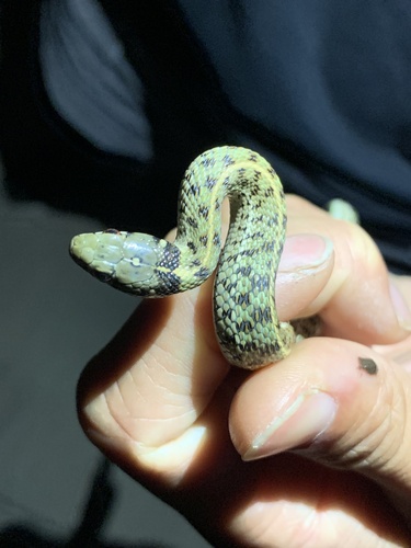 Checkered Garter Snake, Thamnophis marcianus
