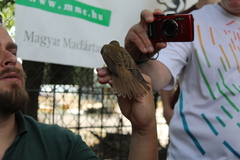 Acrocephalus arundinaceus