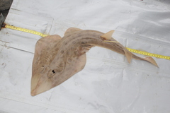 Lesser Guitarfish photo 3
