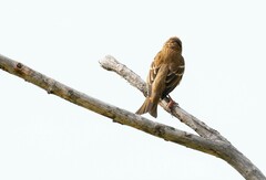 Carpodacus erythrinus grebnitskii