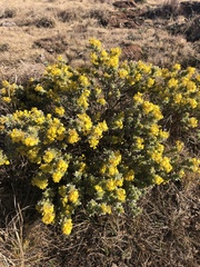 Lasiosiphon burchellii