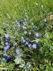 Linum lewisii
