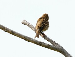 Carpodacus erythrinus grebnitskii