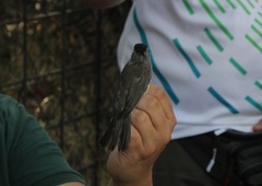 Sylvia atricapilla