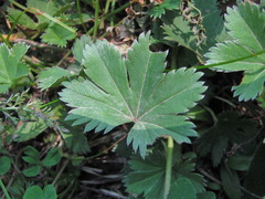 Alchemilla bombycina