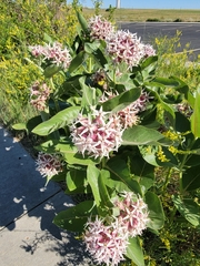 Asclepias speciosa