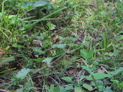 Alchemilla bombycina