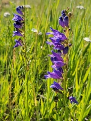 Penstemon strictus