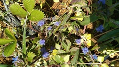 Fragaria nubicola