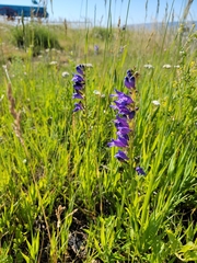 Penstemon strictus
