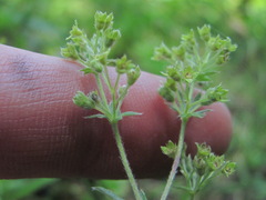 Alchemilla bombycina