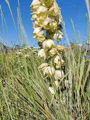 Yucca glauca