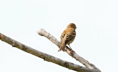 Carpodacus erythrinus grebnitskii
