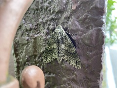 Dolbina tancrei