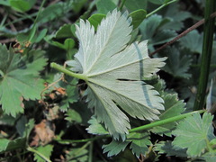 Alchemilla bombycina