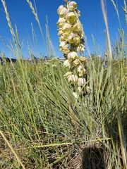 Yucca glauca