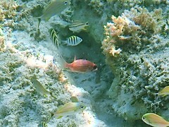 Sargocentron coruscum