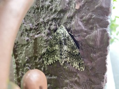Dolbina tancrei