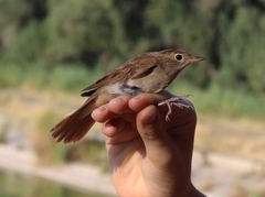 Luscinia megarhynchos