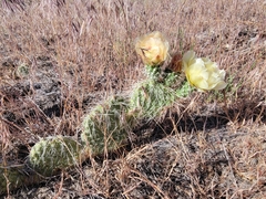 Opuntia polyacantha